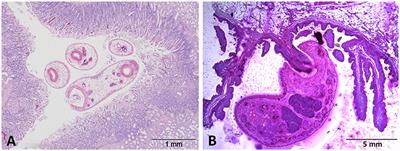 Calicophoron daubneyi—The Path Toward Understanding Its Pathogenicity and Host Interactions